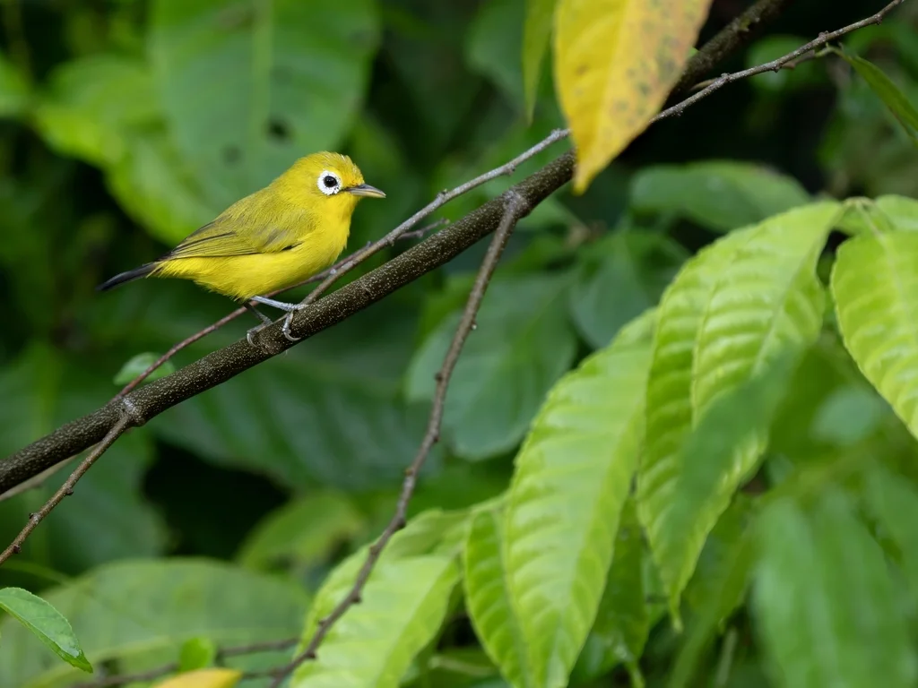 瓦卡托比绣眼鸟(Zosterops flavissimus)