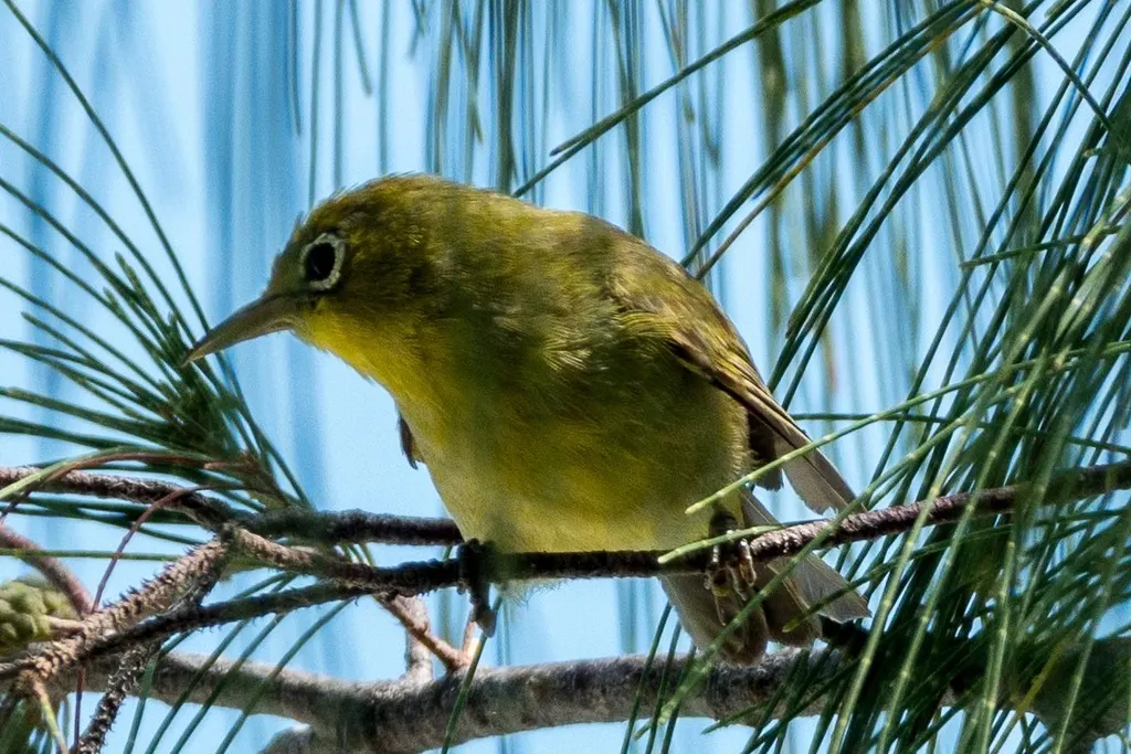 路易绣眼鸟(Zosterops griseotinctus)