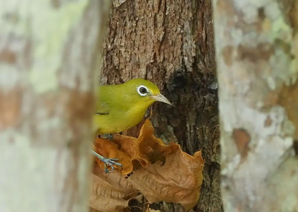 路易绣眼鸟(Zosterops griseotinctus)
