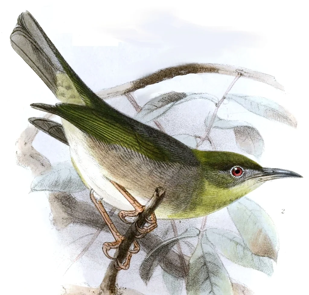 利岛绣眼鸟(Zosterops inornatus)