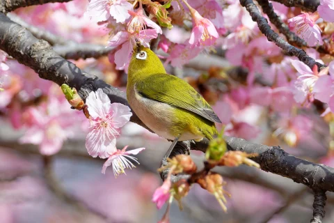 日本绣眼鸟