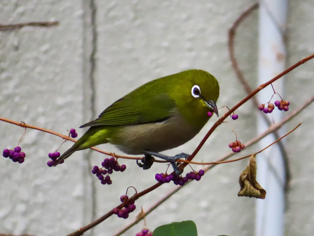 日本绣眼鸟(Zosterops japonicus)