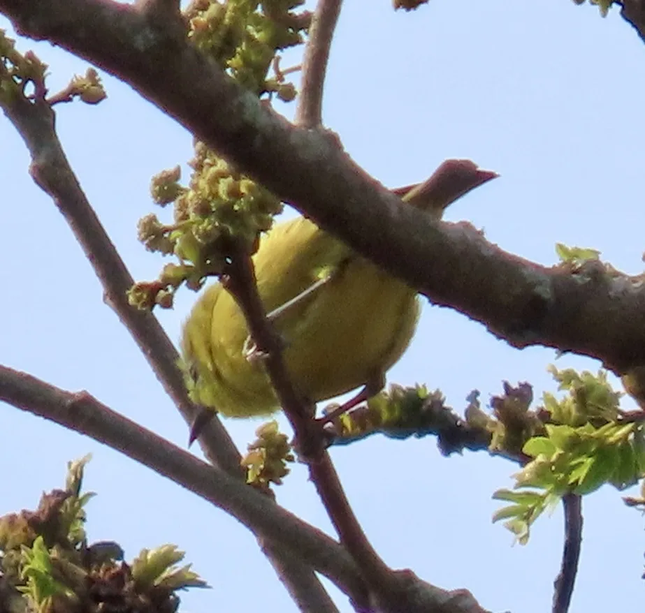 安哥拉绣眼鸟(Zosterops kasaicus)
