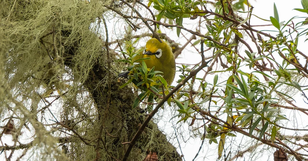黄额环绣眼鸟(Zosterops kikuyuensis)