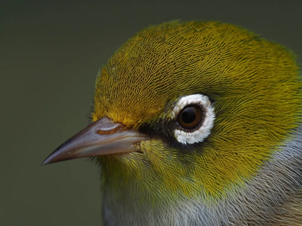 灰胸绣眼鸟(Zosterops lateralis)