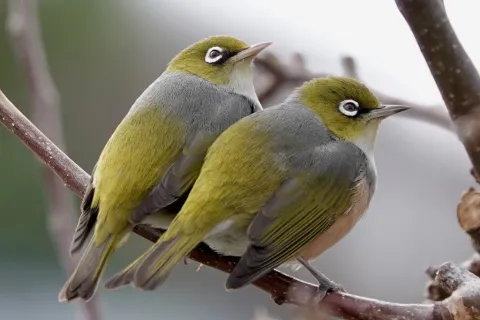 灰胸绣眼鸟