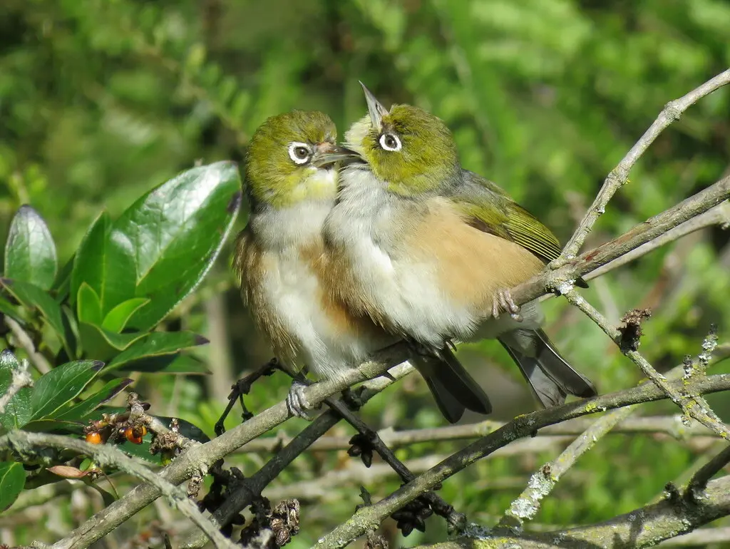 灰胸绣眼鸟(Zosterops lateralis)