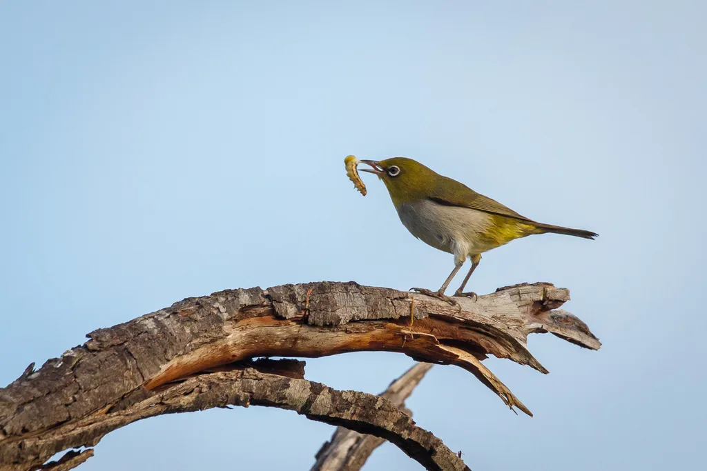 灰胸绣眼鸟(Zosterops lateralis)