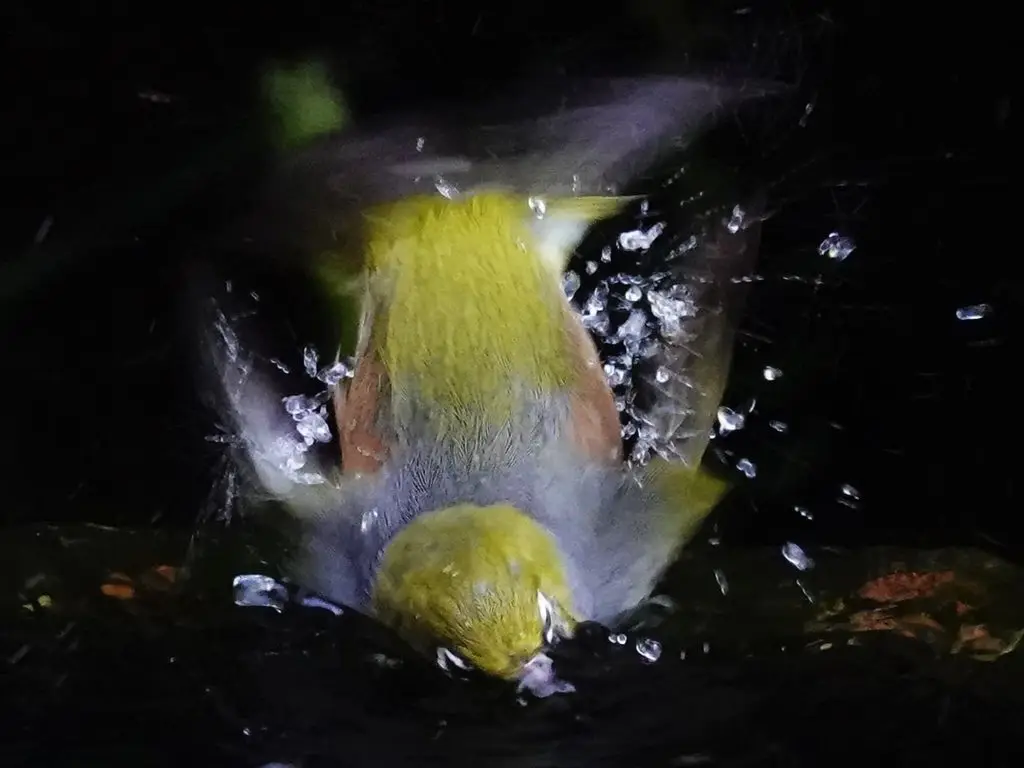 灰胸绣眼鸟(Zosterops lateralis)
