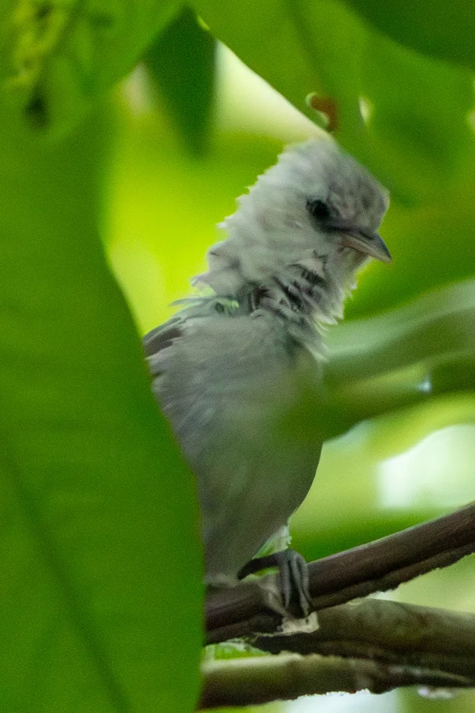白顶绣眼鸟(Zosterops leucophaeus)