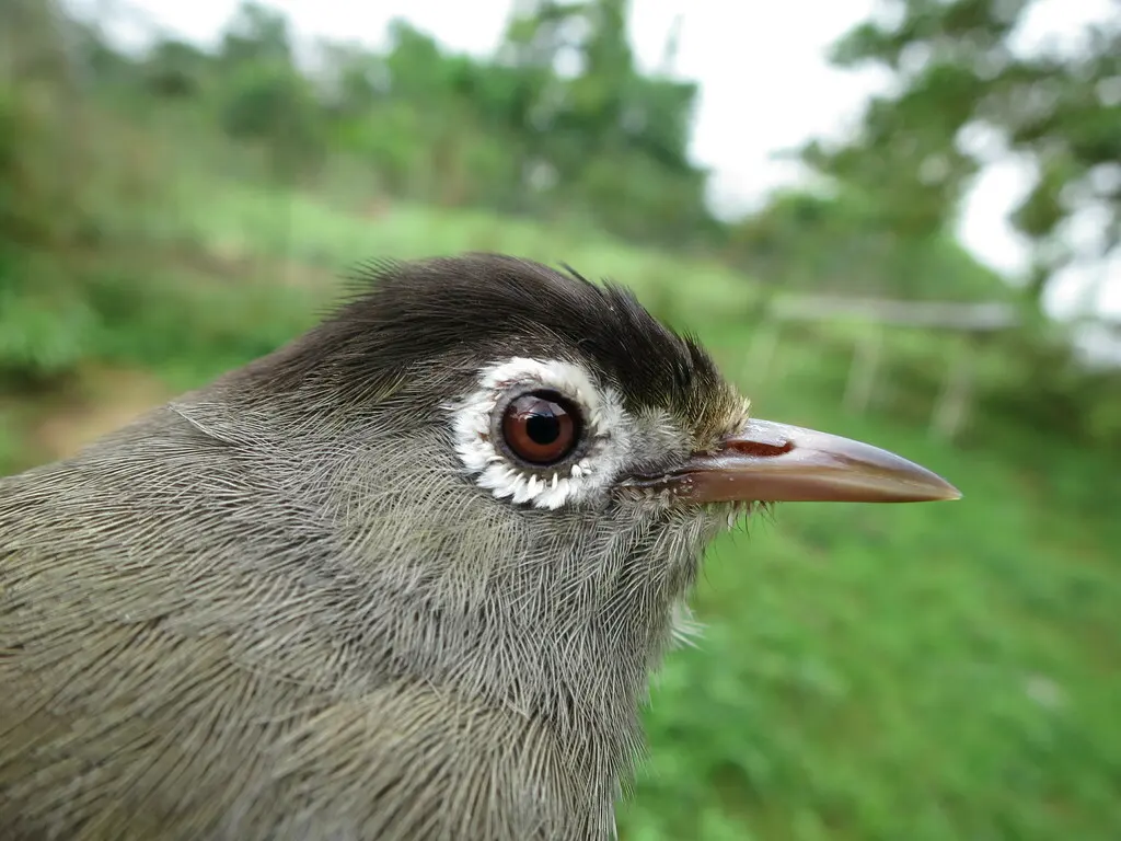 黑顶绣眼鸟(Zosterops lugubris)