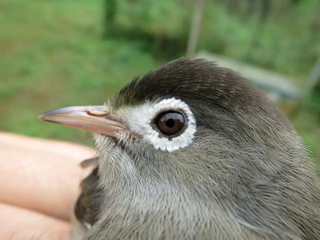 黑顶绣眼鸟(Zosterops lugubris)