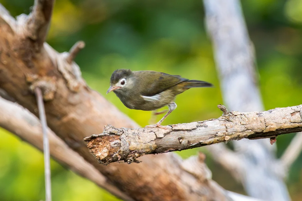 黑顶绣眼鸟(Zosterops lugubris)