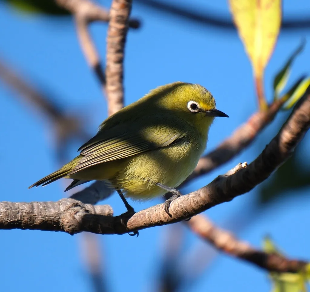 澳洲黄绣眼鸟(Zosterops luteus)
