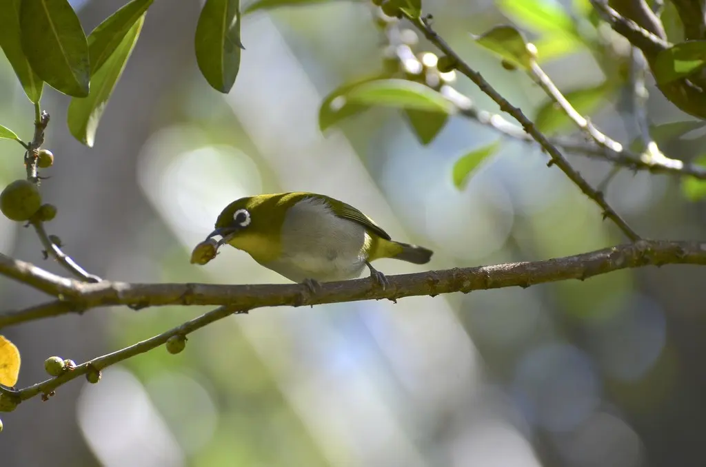 马岛绣眼鸟(Zosterops maderaspatanus)