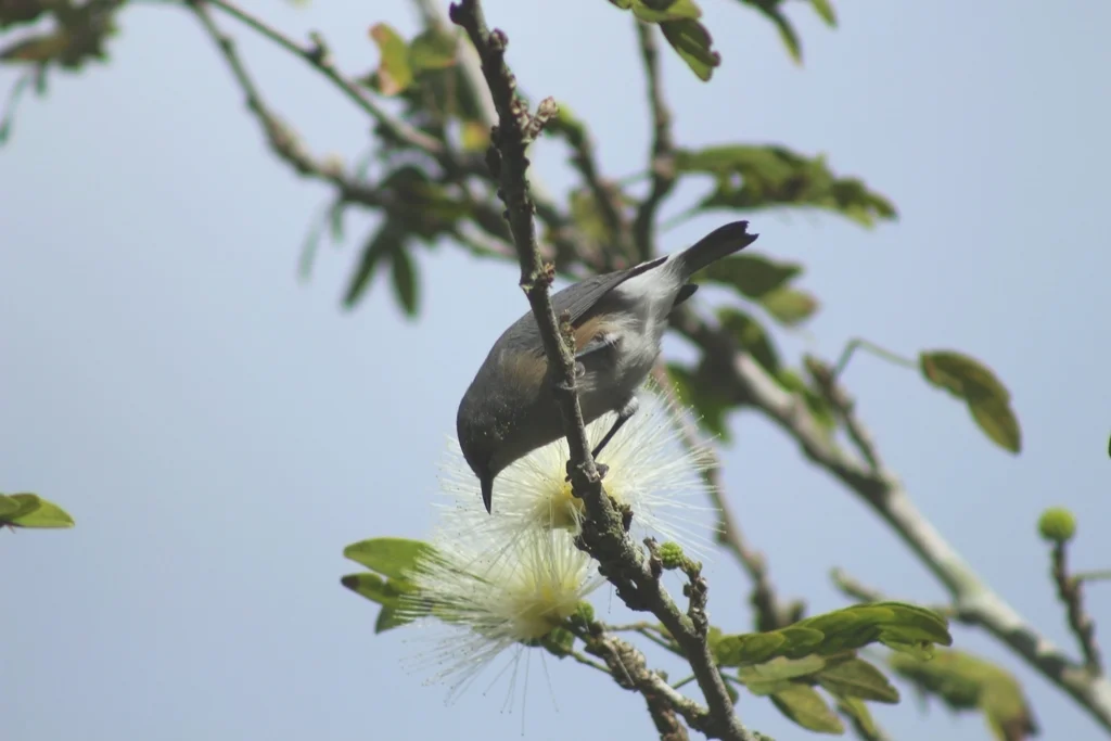 毛岛灰绣眼鸟(Zosterops mauritianus)