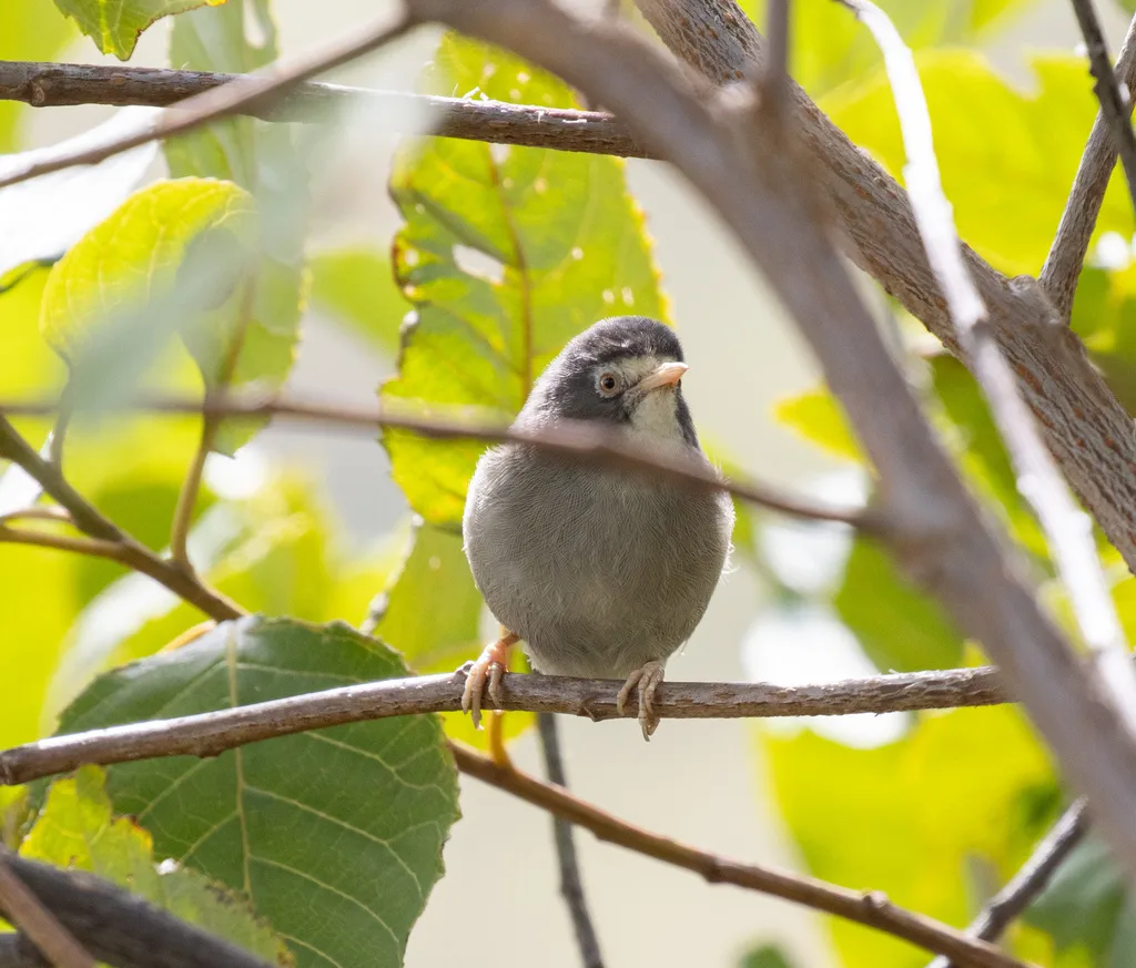 喀麦隆绣眼鸟(Zosterops melanocephalus)