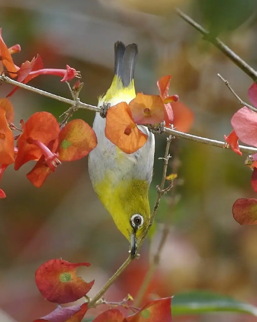 印尼绣眼鸟(Zosterops melanurus)