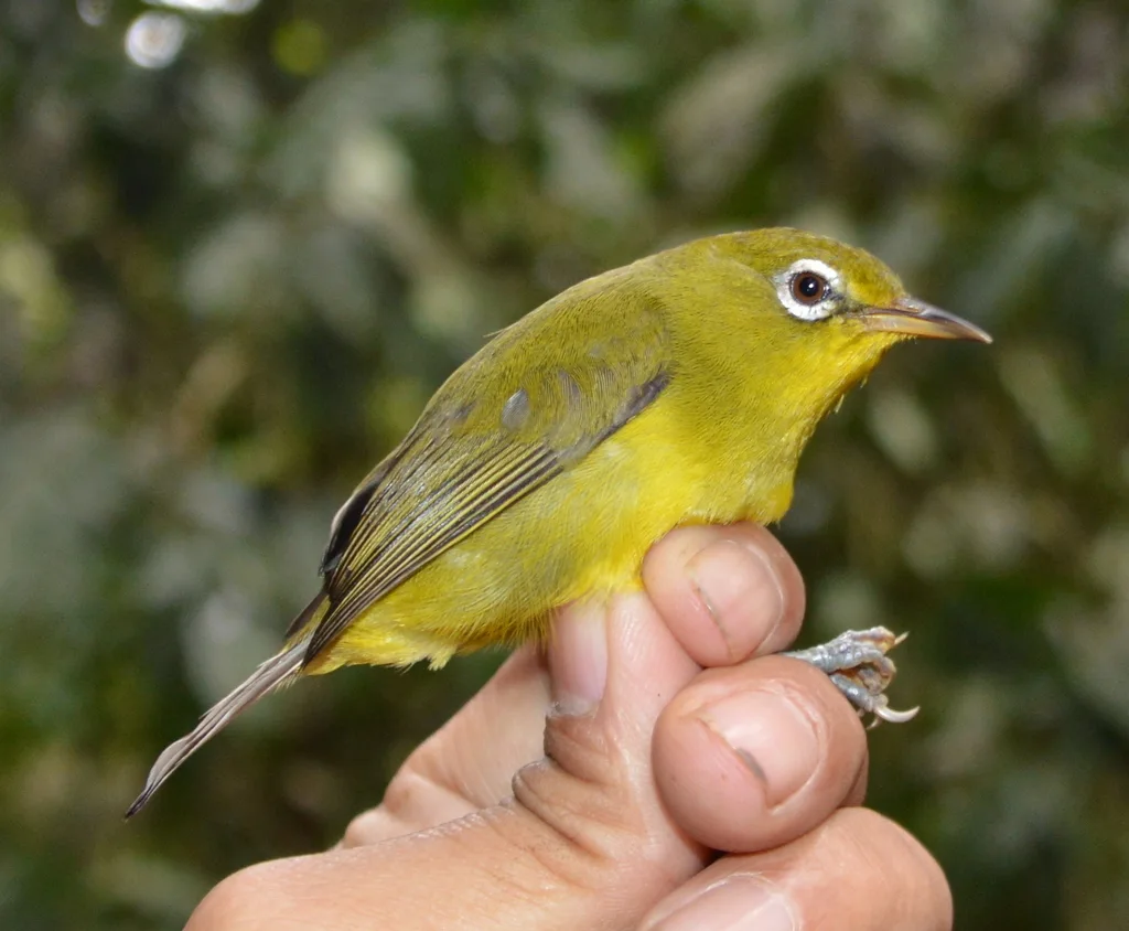 梅山绣眼鸟(Zosterops meratusensis)