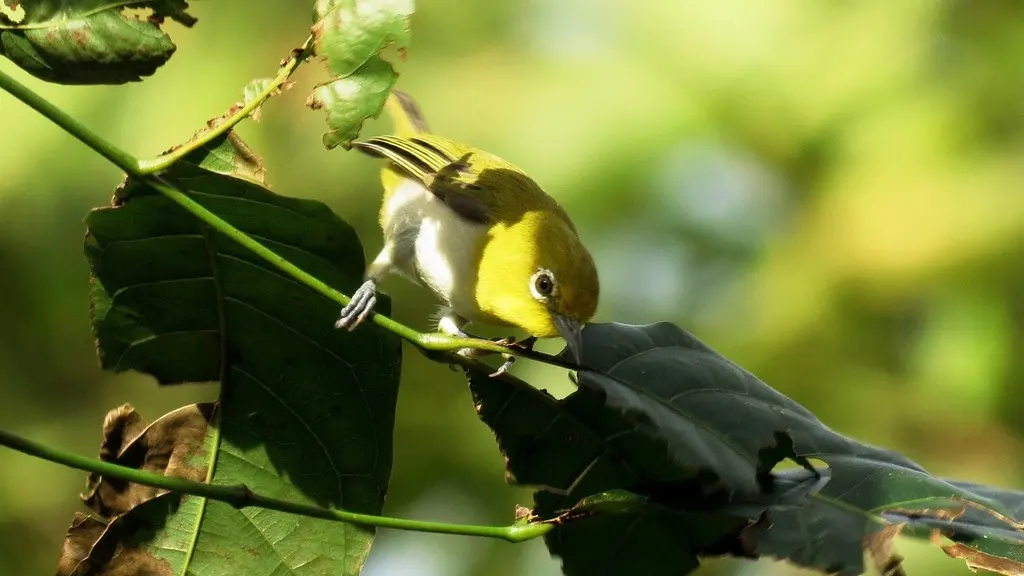 低地绣眼鸟(Zosterops meyeni)