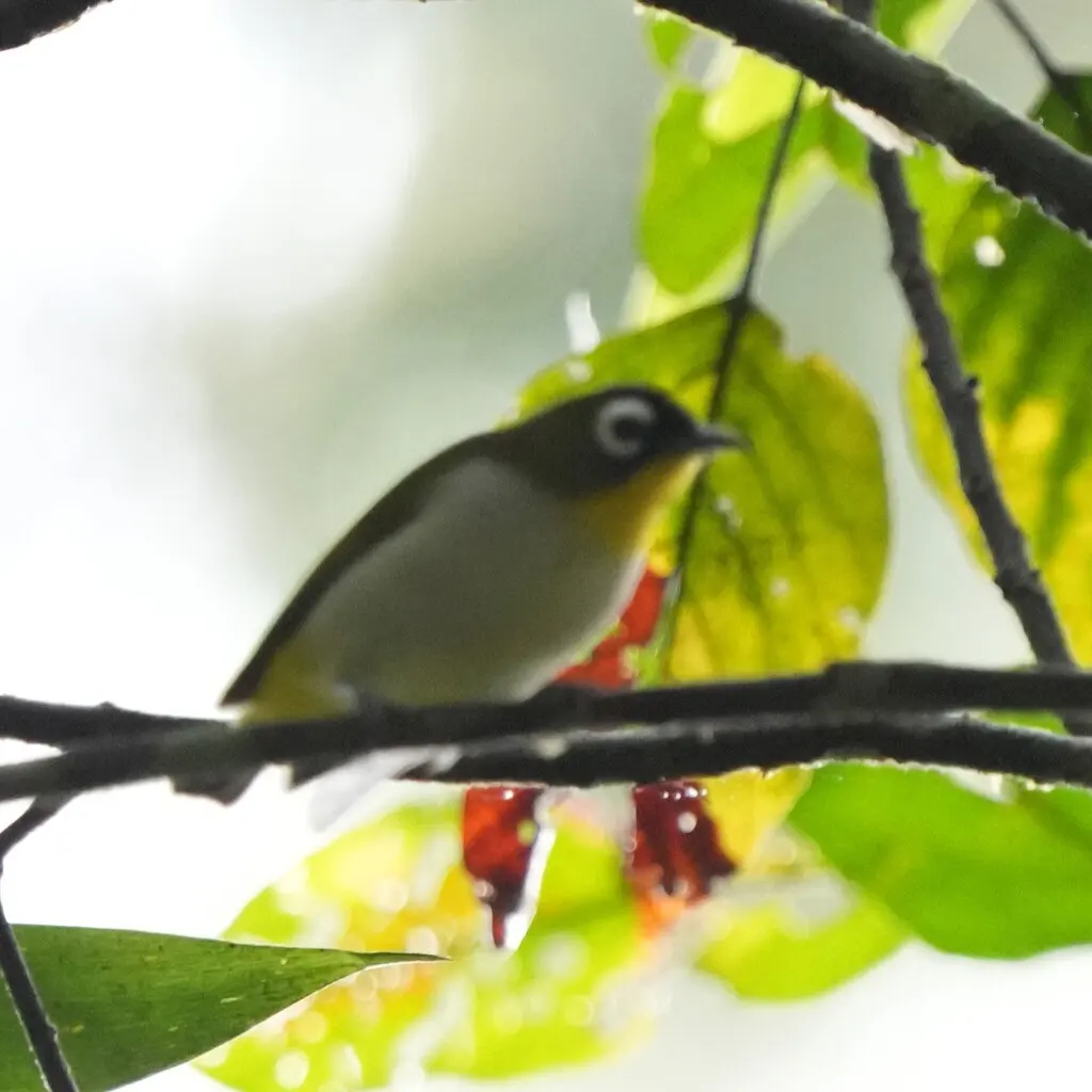 绿额绣眼鸟(Zosterops minor)