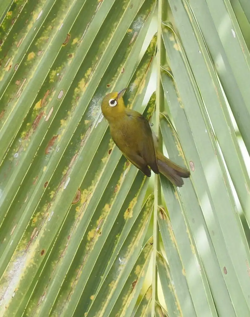 姬绣眼鸟(Zosterops minutus)