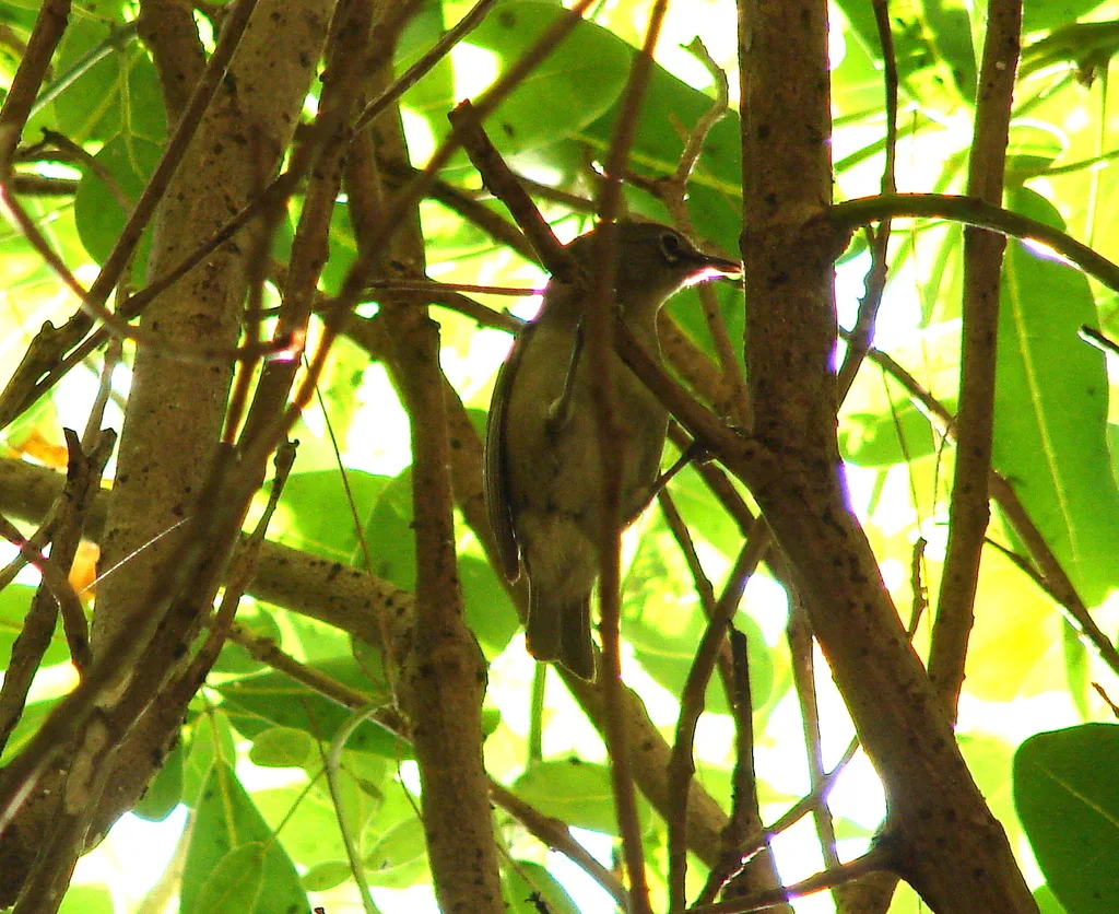 塞舌尔绣眼鸟(Zosterops modestus)