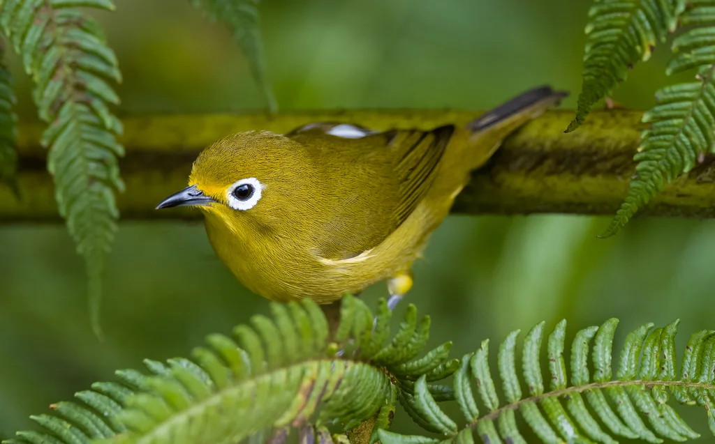 菲律宾绣眼鸟(Zosterops nigrorum)