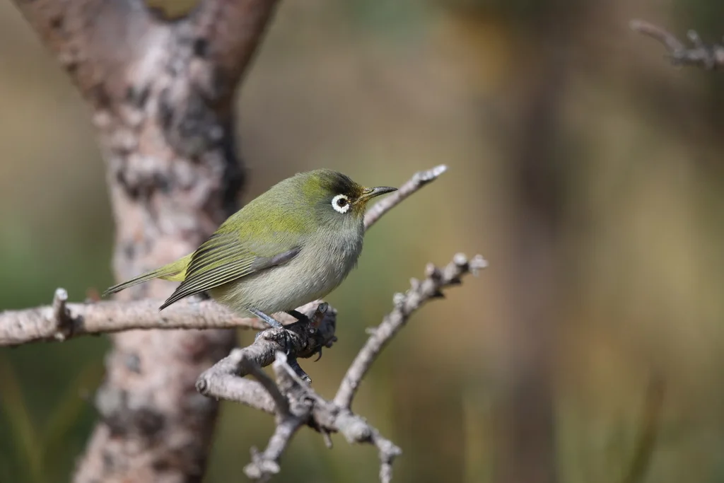 橄揽绣眼鸟(Zosterops olivaceus)