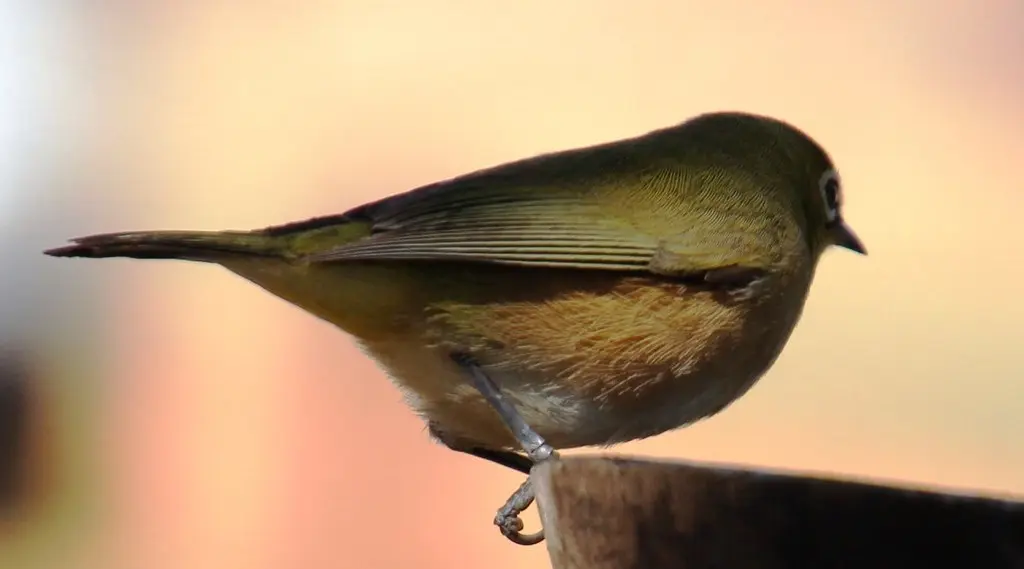 苍色绣眼鸟(Zosterops pallidus)