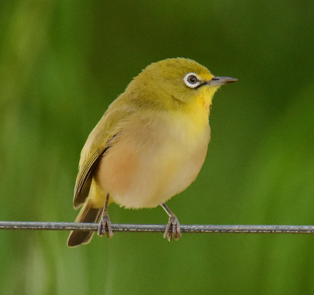 苍色绣眼鸟(Zosterops pallidus)