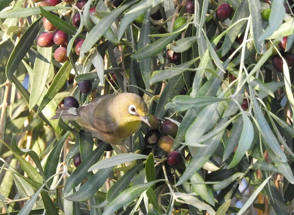 苍色绣眼鸟(Zosterops pallidus)