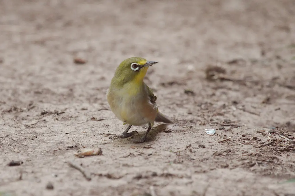 苍色绣眼鸟(Zosterops pallidus)