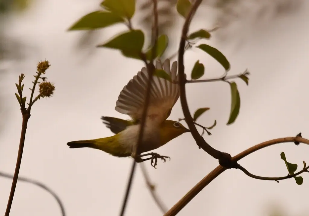 灰腹绣眼鸟（Zosterops palpebrosus）
