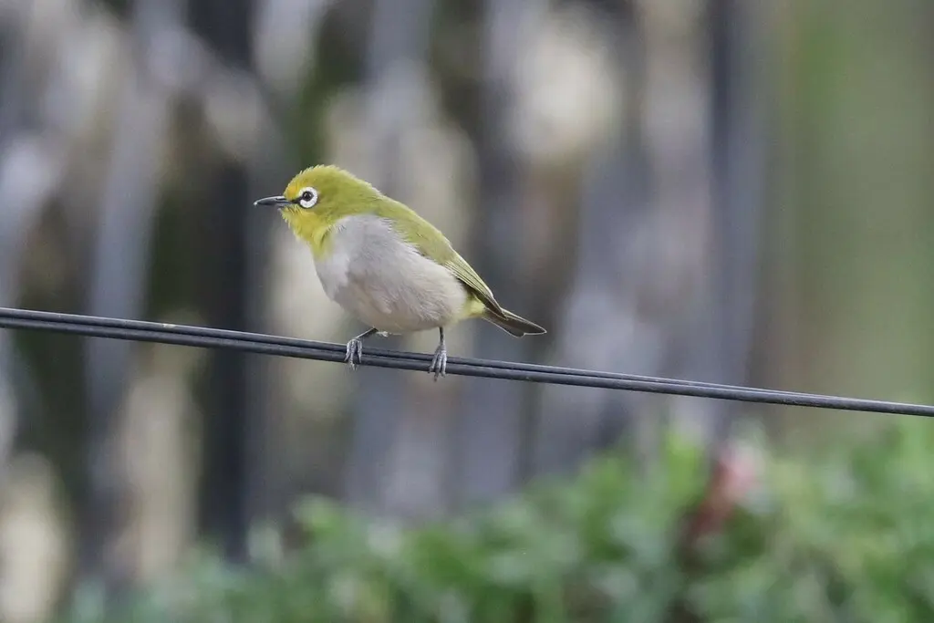 宽翼绣眼鸟(Zosterops poliogastrus)