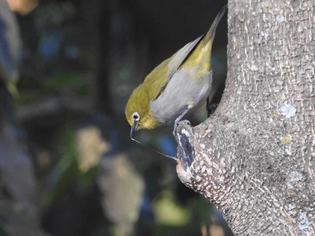 宽翼绣眼鸟(Zosterops poliogastrus)