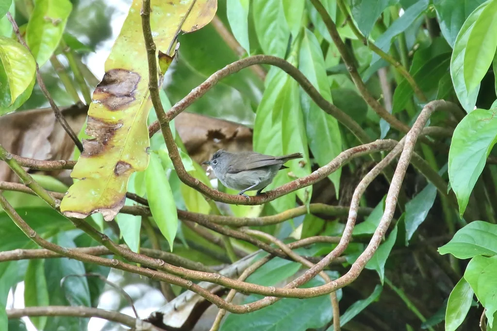 灰绣眼鸟(Zosterops ponapensis)