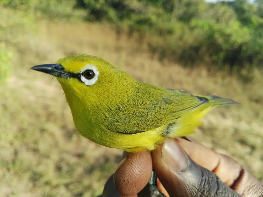 黄绣眼鸟(Zosterops senegalensis)