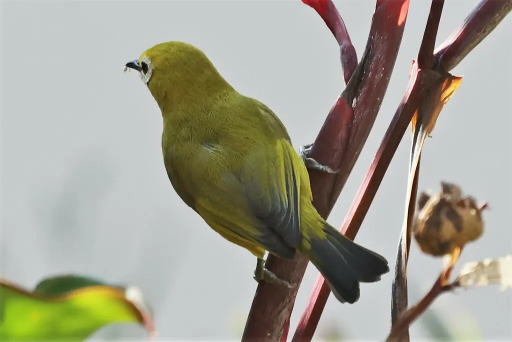 黄绣眼鸟(Zosterops senegalensis)