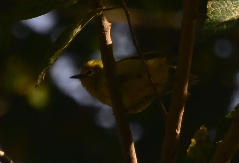黄绣眼鸟(Zosterops senegalensis)