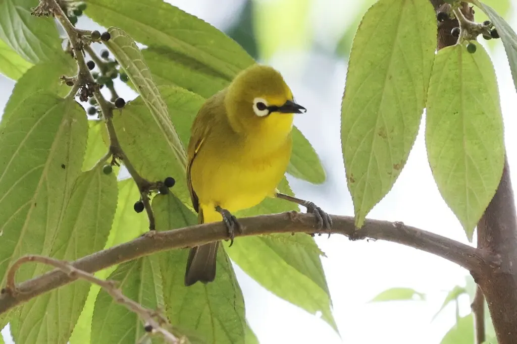 黄绣眼鸟(Zosterops senegalensis)