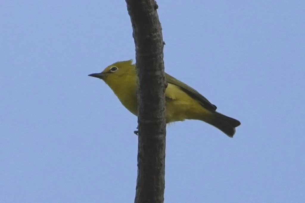 黄绣眼鸟(Zosterops senegalensis)