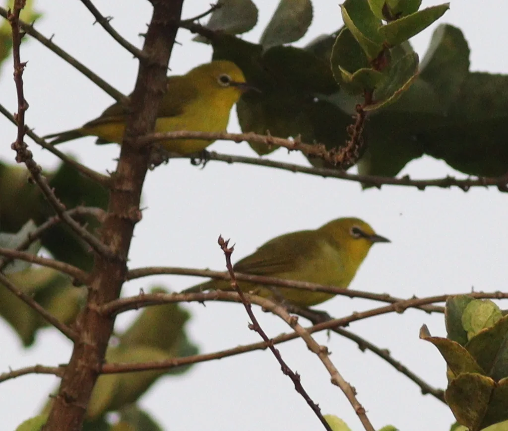 黄绣眼鸟(Zosterops senegalensis)