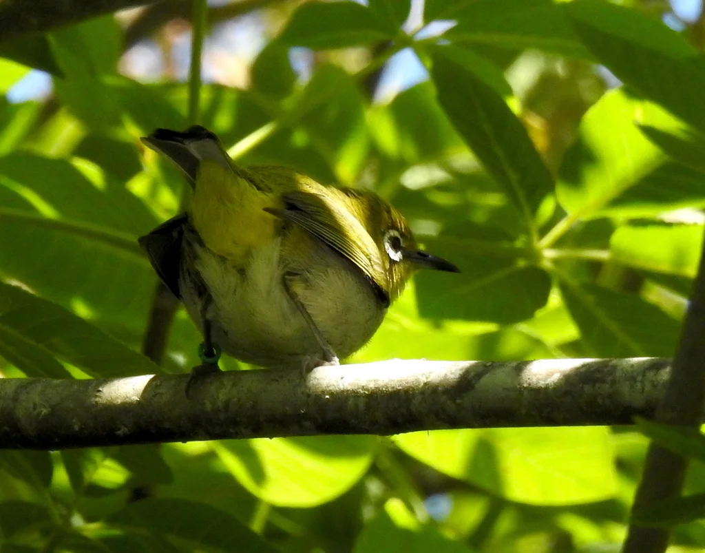 暗绿绣眼鸟(Zosterops simplex)