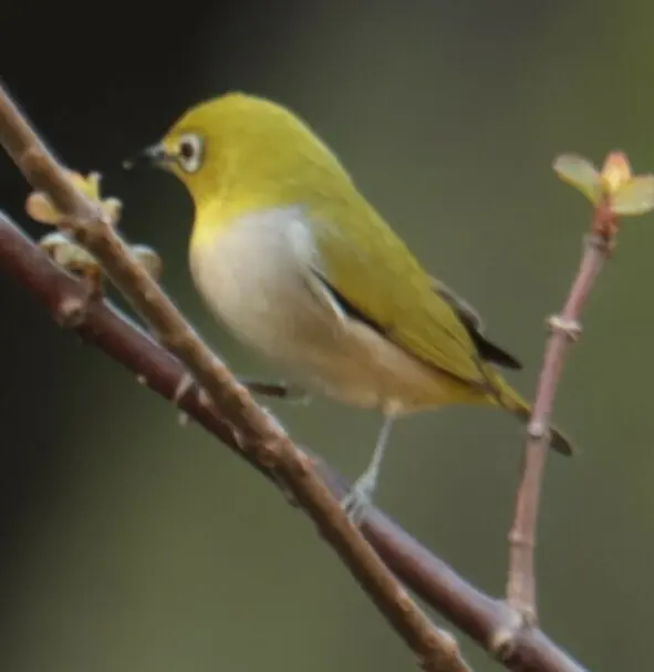 暗绿绣眼鸟(Zosterops simplex)