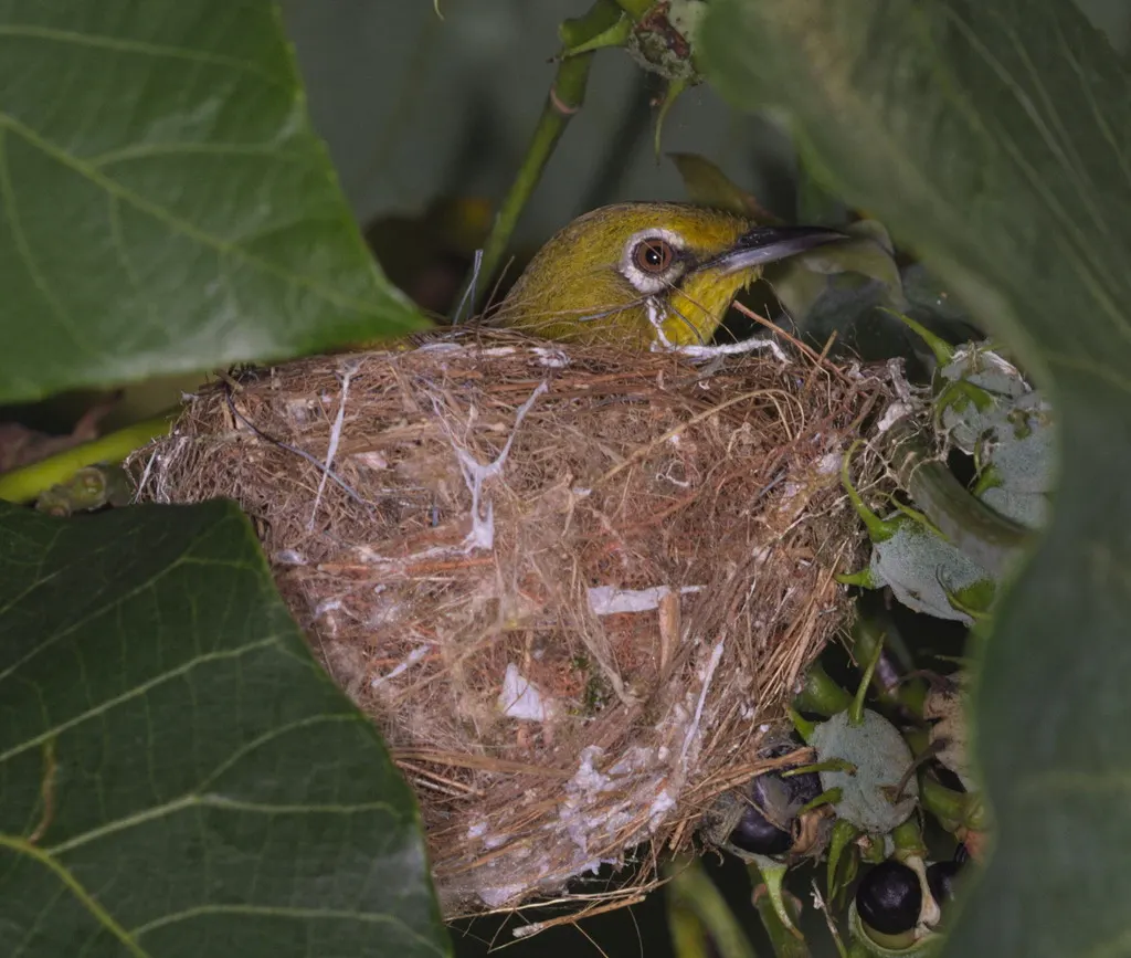 暗绿绣眼鸟(Zosterops simplex)