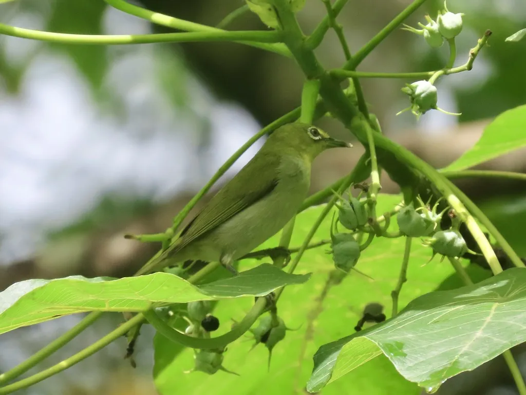 暗绿绣眼鸟(Zosterops simplex)