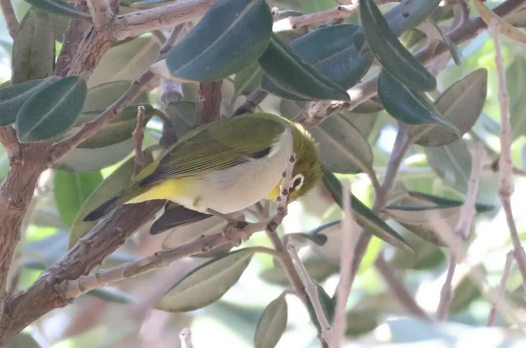 暗绿绣眼鸟(Zosterops simplex)