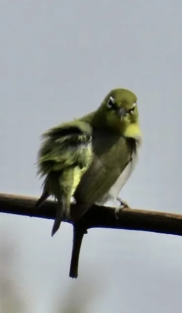 暗绿绣眼鸟(Zosterops simplex)