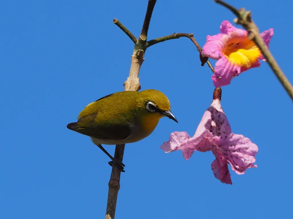 暗绿绣眼鸟(Zosterops simplex)